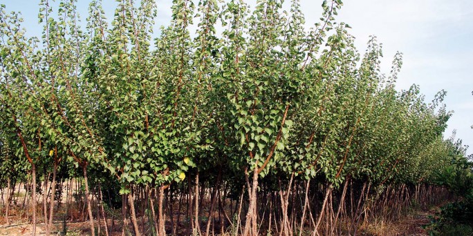 Albaricoqueros (Prunus Armeniaca)